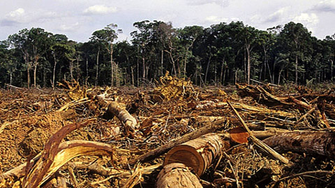 Em relação aos estados mais atingidos pelo desmatamento em junho deste ano, em primeiro lugar aparece o Pará, com 42%; seguido por Amazonas (32%), Mato Grosso (18%) e Rondônia (5%)